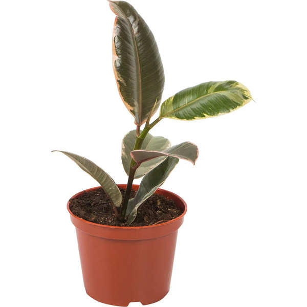  Фикус эластичный (Ficus elastica)