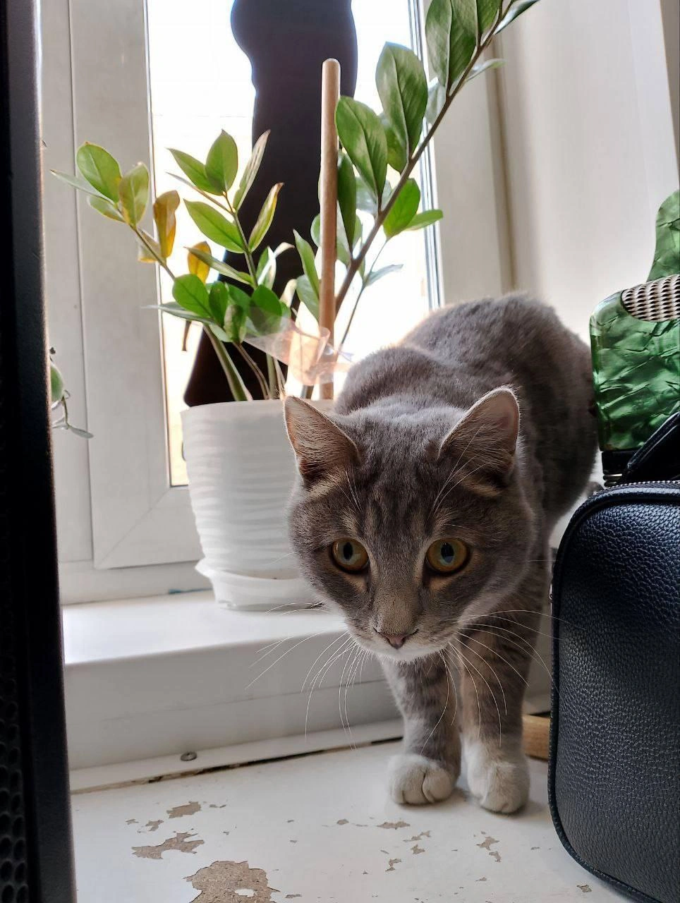 Оззи&nbsp;— прирожденный охотник | Источник: Денис Моисеев