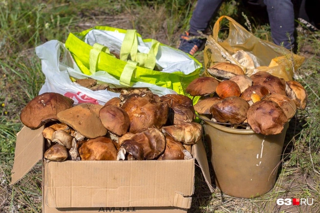Грибы в пакеты лучше не складывать | Источник: Роман Данилкин / 63.RU