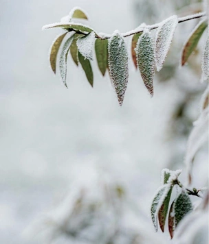 Сад зимой: что делать и как защитить растения от холода