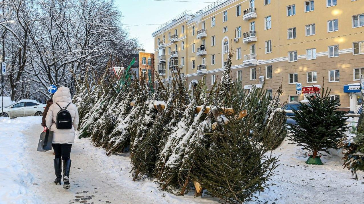 Хоровод без штрафов: как в Нижегородской области законно срубить елку к новогодним праздникам