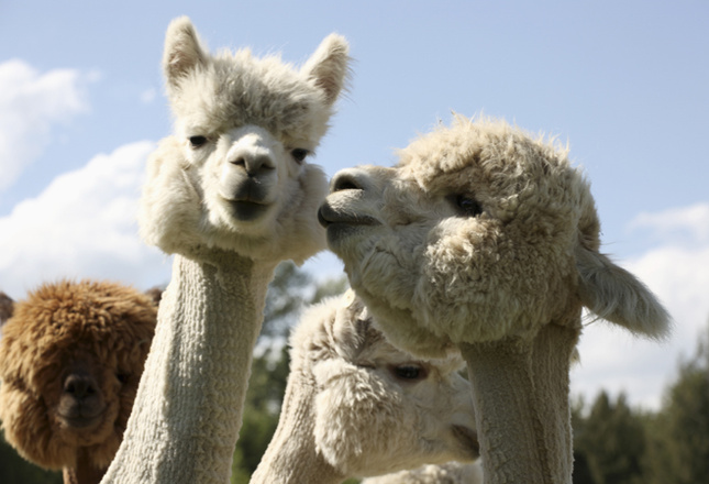 Самые милые животные фото