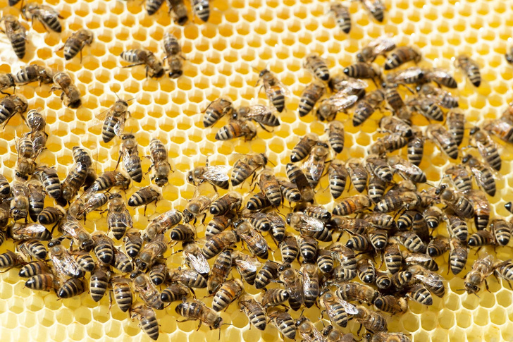 Зачем пчелы делают больше меда, чем им нужно?