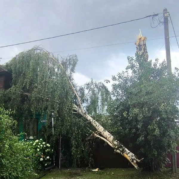 Деревья не устояли перед ураганным ветром | Источник: tvoyborhttps / vk.com
