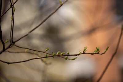 В конце апреля в Новосибирскую область придет жара до +25