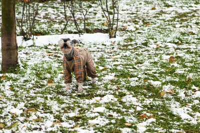 Снег может вернуться в Москву на следующей неделе