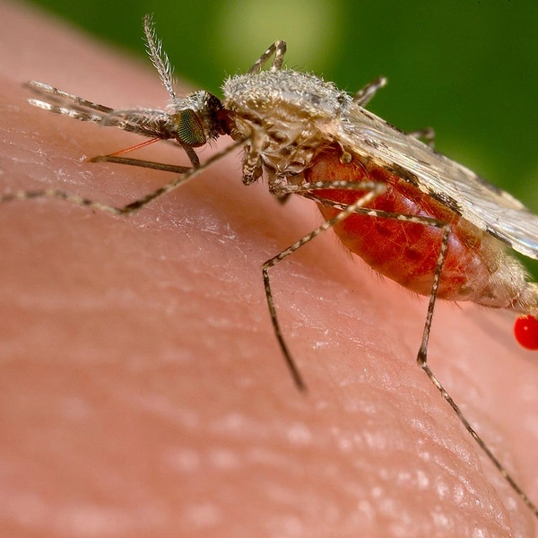 Anopheles stephensi. Обитает на Индийском субконтиненте, распространен в регионе Ближнего Востока, Южной Азии и в Африке.