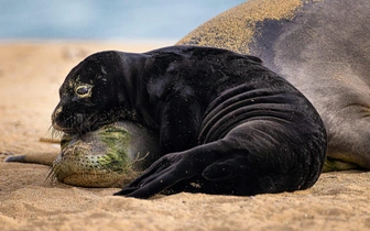 Океан и его обитатели: посмотрите на невероятные снимки финалистов конкурса Ocean Photographer of the Year 2026