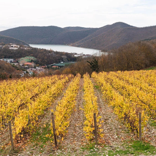 Вид на здания винодельни и озеро Абрау с виноградника «Рислинг» | Источник: Андрей Белавин