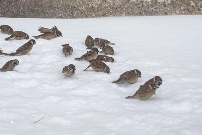 Потепление в Приморье 29 января до -5°С