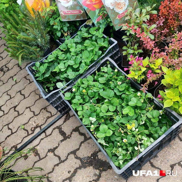 Клубника уже зацвела | Источник: Марина Каримова / UFA1.RU