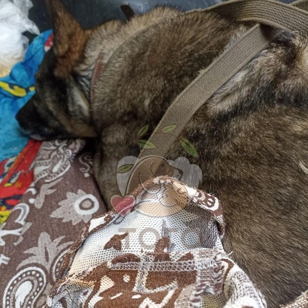 Источник: Приют для животных «Того», г. Челябинск