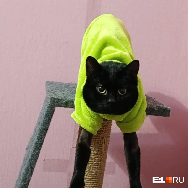 Где ноги у этого акробата? | Источник: Читатель E1.RU