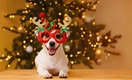 Названа популярная новогодняя песня, которую собаки просто ненавидят