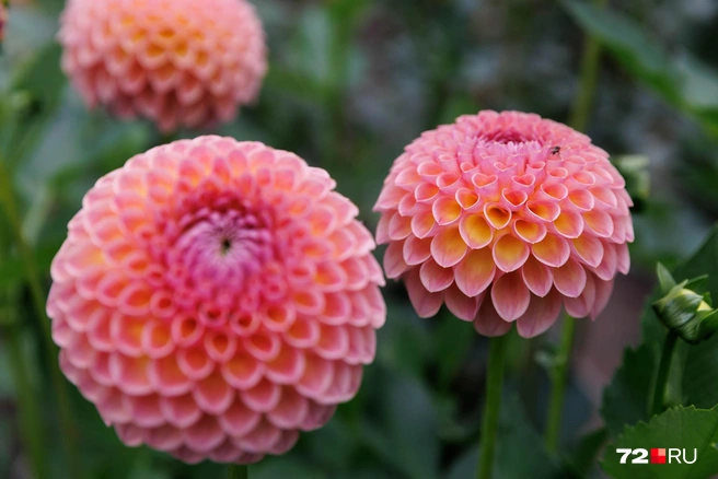 Многие красивые культуры слишком требовательны к температуре | Источник: Ирина Шарова / 72.RU