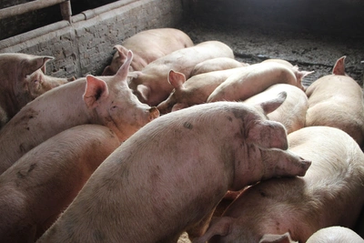 Экологи подали иск против рязанского правительства