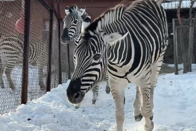 Chelyabinsk Zoo Celebrates Zebra Day with Cute Pet Video