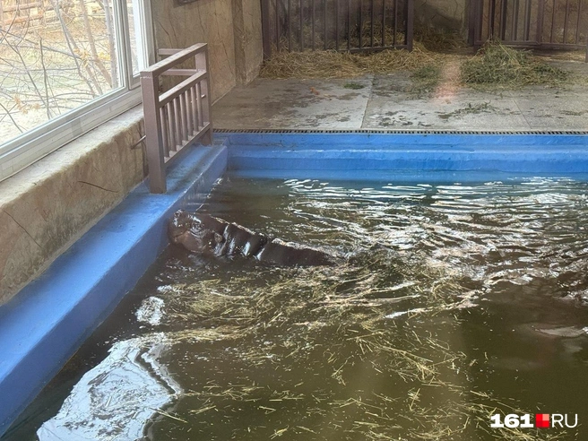 Карликовый бегемот Найма изредка показывалась над водой | Источник: Марина Рыбалкина / 161.RU