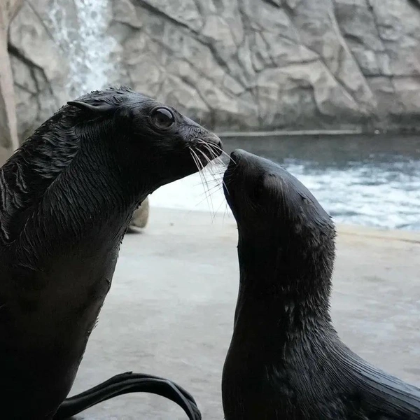 Источник: Пресс-служба Московского зоопарка