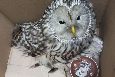 Спасение совы в Петербурге: как помочь пернатым и избежать травм