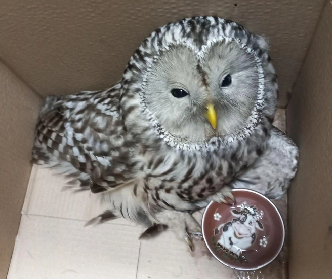 Сова искала Хогвартс в центре Петербурга, а оказалась в пакете. Как спасать пернатых и сохранить пальцы