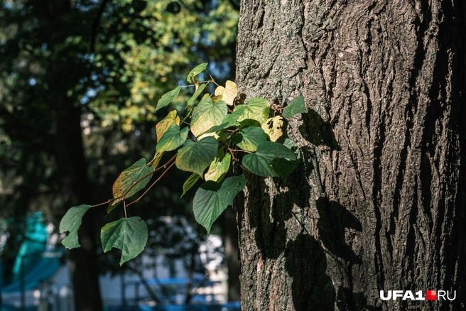 В виде красивых желтых листьев | Источник: Булат Салихов / UFA1.RU