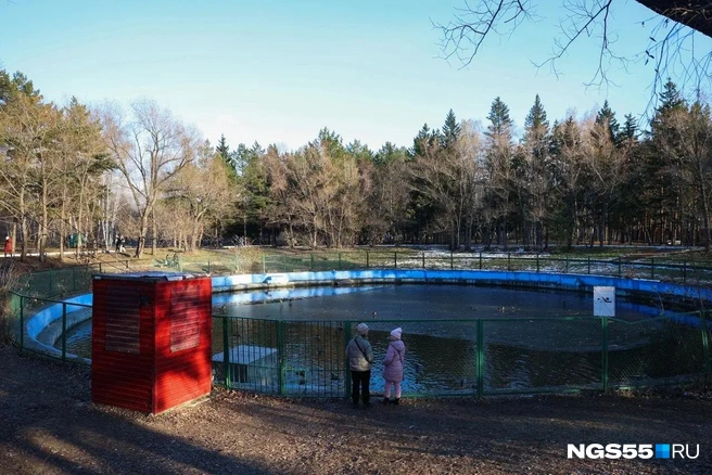 В бетонном озере рядом с альпака-парком поселились декоративные утки | Источник: Евгений Софийчук / NGS55.RU