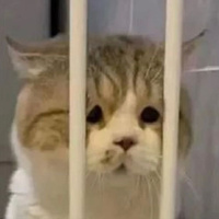 Аватарка nugekat1111