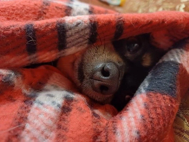 У кого-то из-под одеяла торчит только нос и любопытные галза | Источник: читатель НГС