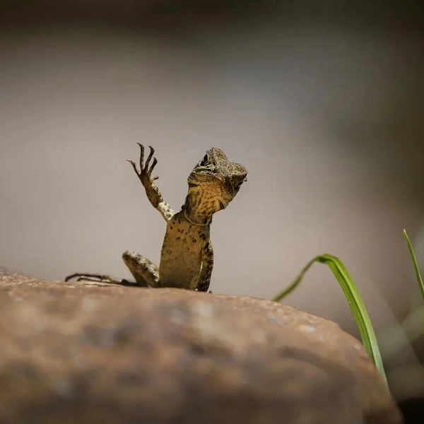 «Фотограф! Дай пять!» | Источник: Trevor Rix / Nikon Comedy Wildlife Awards 2025