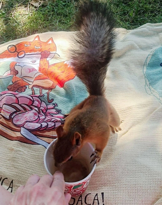 Кража кофе в Загородном парке | Источник: читатель 63.RU