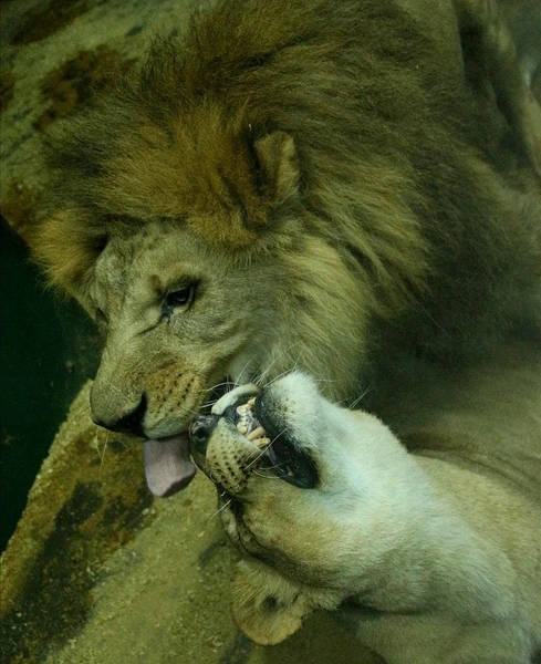 Источник: «Иркутский зоопарк» / Telegram