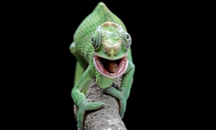 Особый взгляд: ученые раскрыли тайну независимого движения глаз хамелеонов
