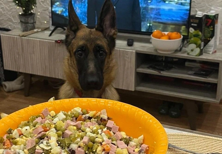 Оливье для Тузика и Мурки: что приготовить домашним питомцам на Новый год | Источник: Юлия Лавринова