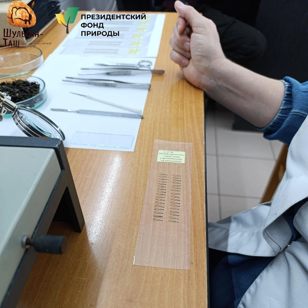 Источник: Государственный заповедник «Шульган-Таш» / Вконтакте