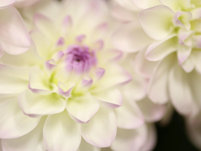 Некоторые жалуются на отсутствие аромата и низкую стойкость покупных цветов | Источник: Мария Тищенко