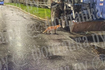 В Петербурге лиса каталась на трамвае