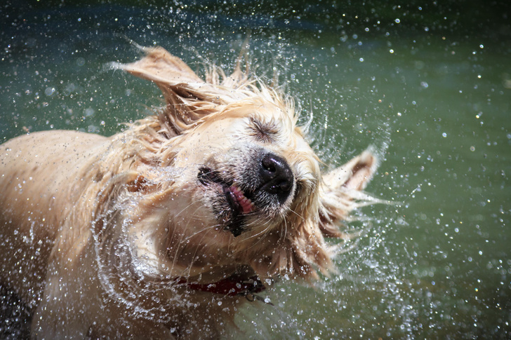 Почему мокрая собака сильнее пахнет псиной?