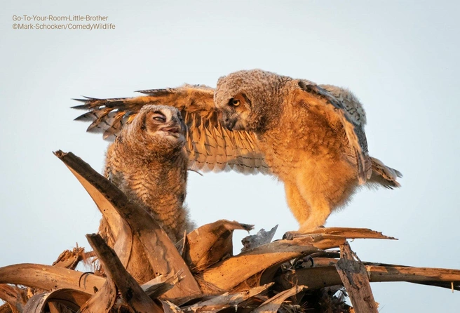 Источник: Mark Schocken / Comedy Wildlife Photo Awards
