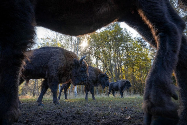 «Зубры Брянского леса» | Источник: Ростислав Машин (Россия)