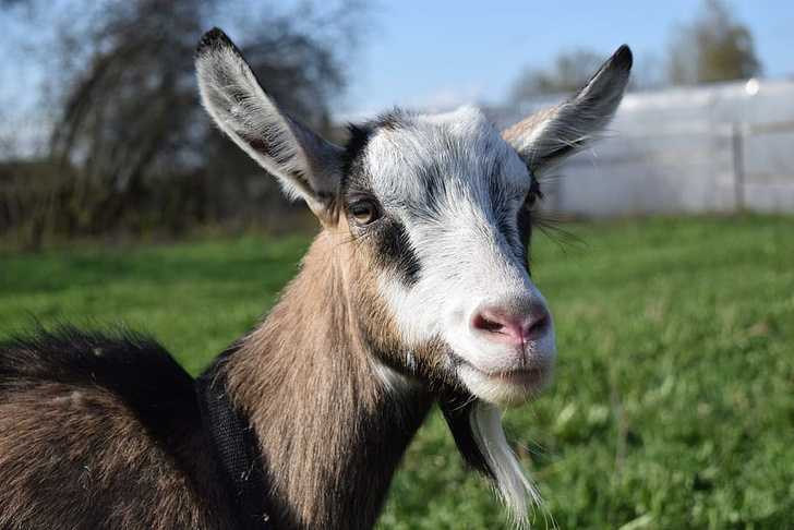 Ученые создали генетически модифицированных коз, молоко которых лечит рак