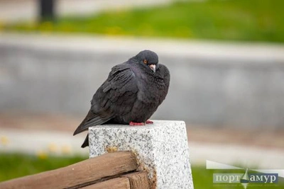 15 апреля в Приамурье сильный ветер и потепление до +16°