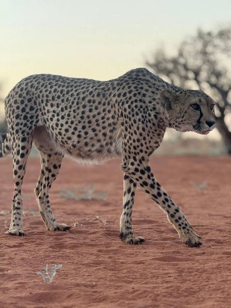 Гепард в метре от тебя — фантастические ощущения | Источник: Лена Михеева / Vk.com
