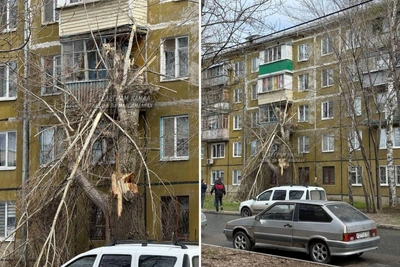«Его недавно обрезали»: дерево упало на дом в Казани