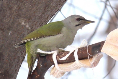 Седой дятел прилетел в Академгородок: что известно
