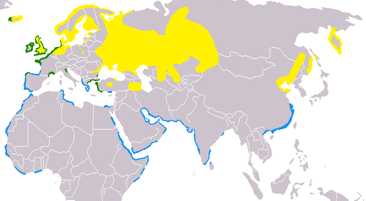Ареал обитания кулика-сороки. Желтым отмечены места гнездования, синим — зимовки, зеленым — круглогодичного проживания | Источник: Andreas Trepte, CC BY-SA 2.5, via Wikimedia Commons