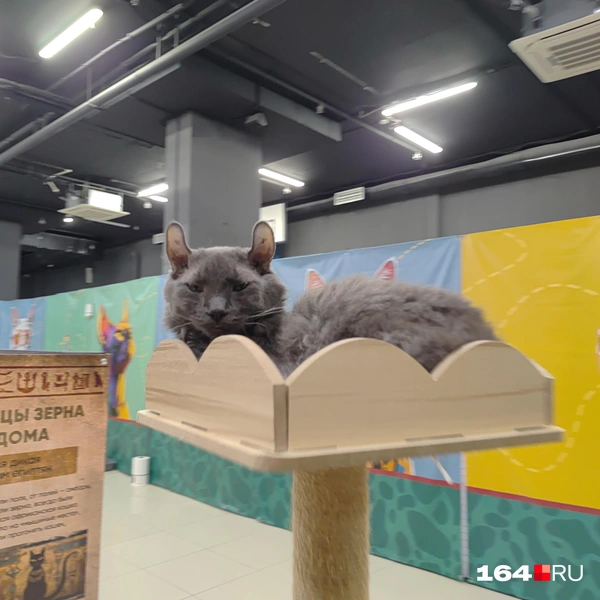 Источник: Сергей Гендин / 164.RU