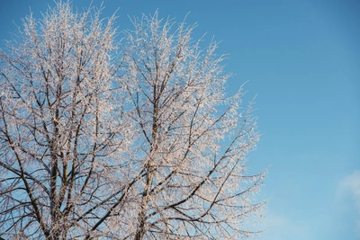На неделе в Центральной России ожидается резкое потепление