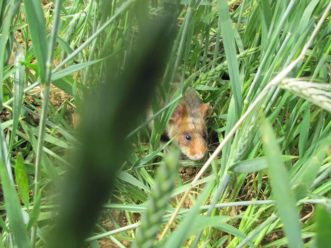Источник: Международный союз охраны природы