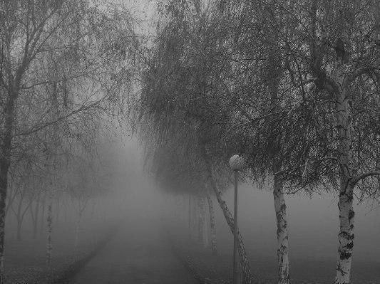 Березам в монохроме не требуется дополнительных фильтров | Источник: Александр Киреев
